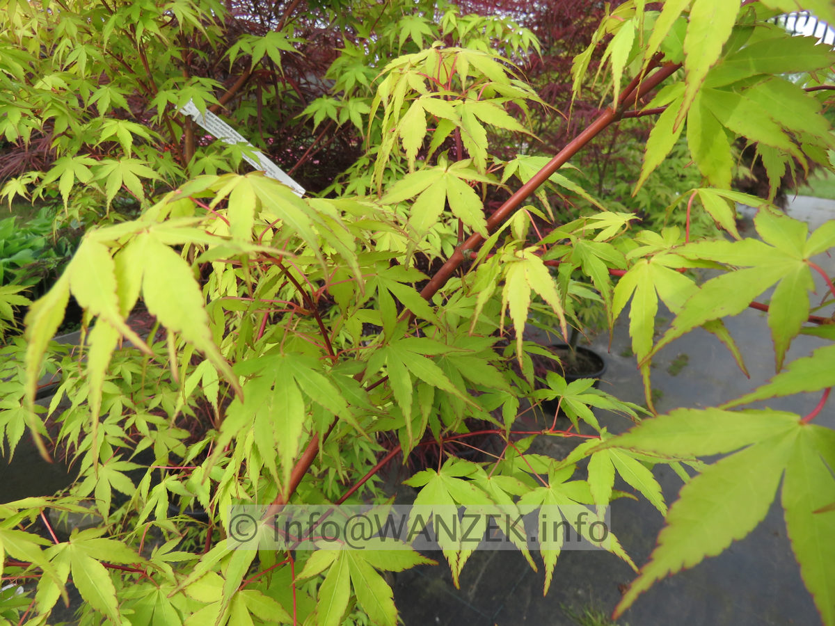Acer palmatum Katsura - Austrieb02.JPG